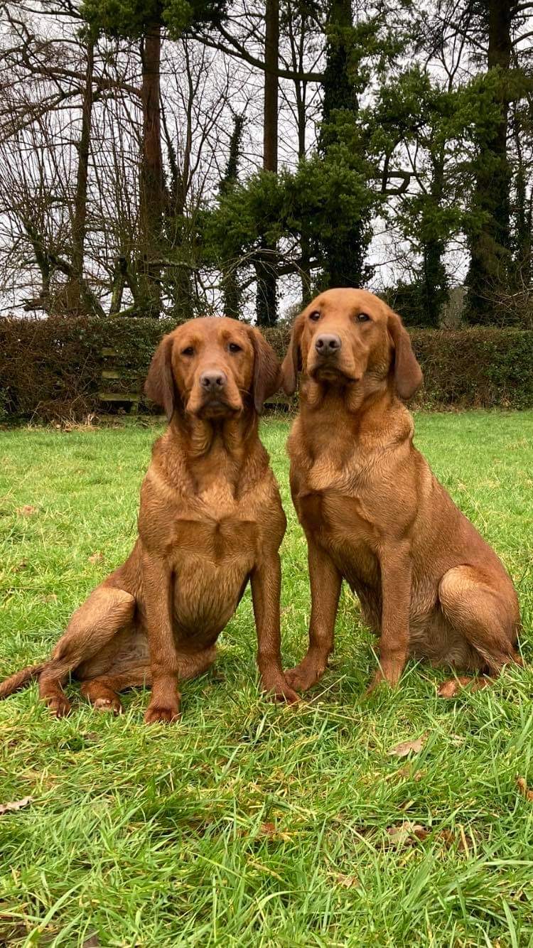 Bowland Veterinary Practice dog image